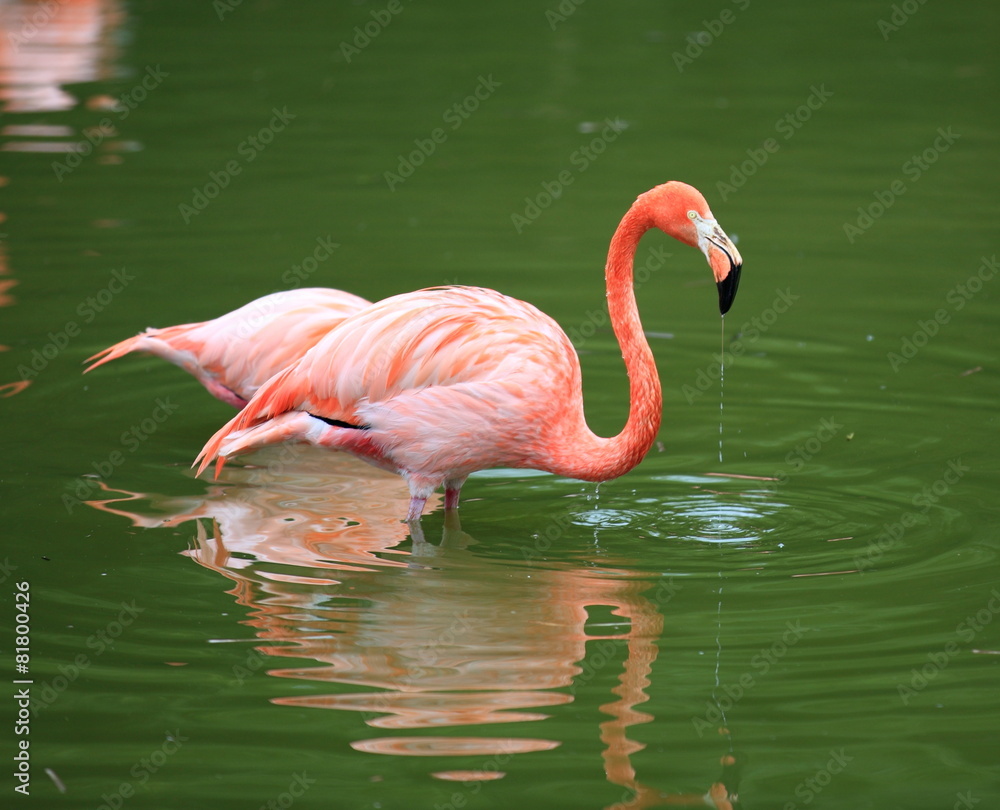 Fototapeta premium flamant rose de cuba