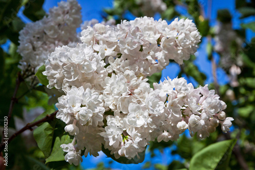 Close-up branch of white lilac