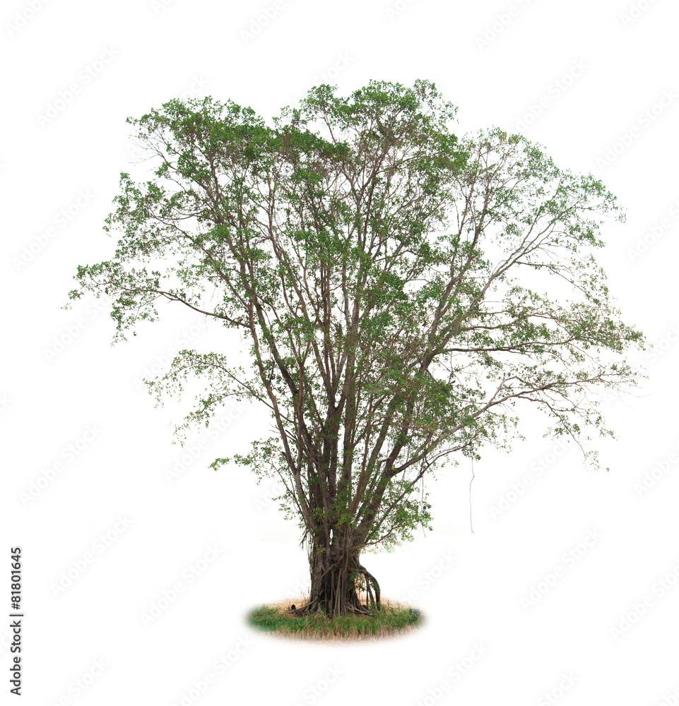 Obraz premium isolated deciduous tree on a white background
