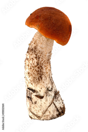 Brown cap boletus