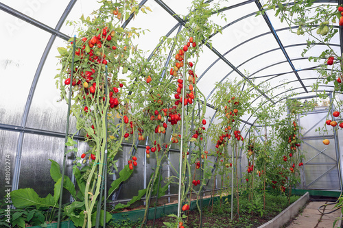 Red and green tomatoes ripening on the bush in a greenhouse of t