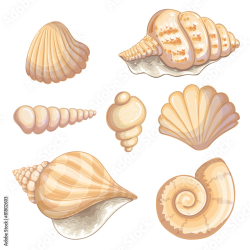 Illustration of a shell collection
