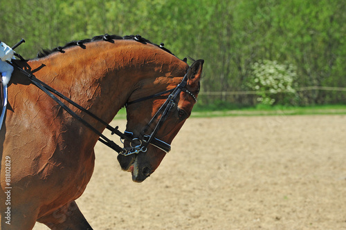 tête de cheval photo