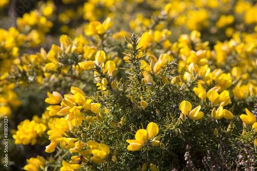 Bright yellow common gorse flowers photo