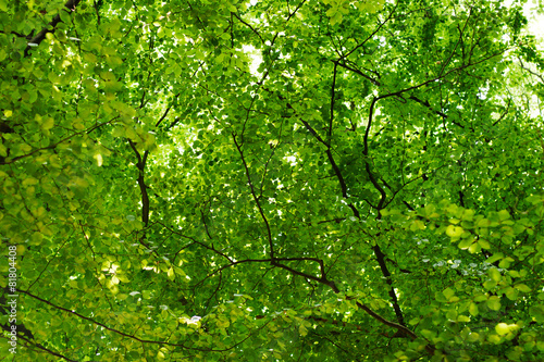 green leaves and brunches background