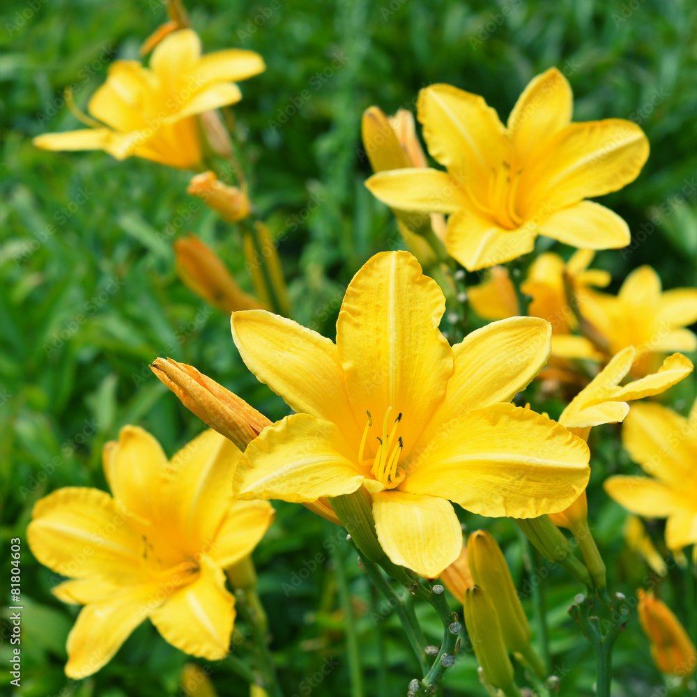 Yellow Lily Flowers in the Garden Yellow Lily Flowers in the Garden
