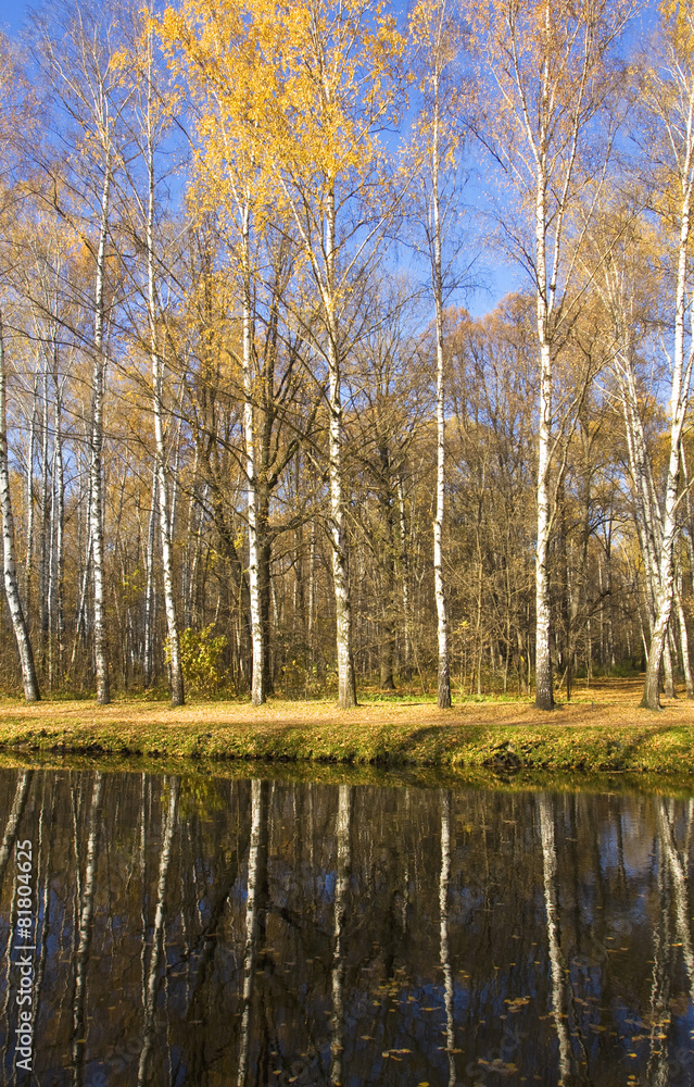 Birch forest autumn