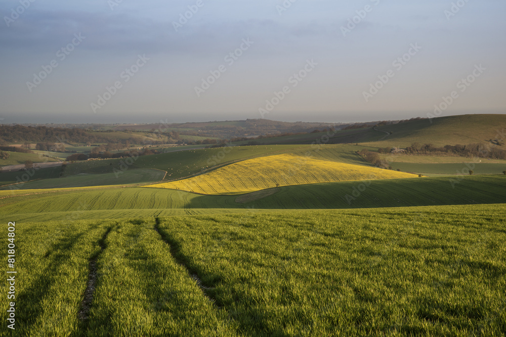 Spring morning over vibrant agricultural landscape in Englsh cou