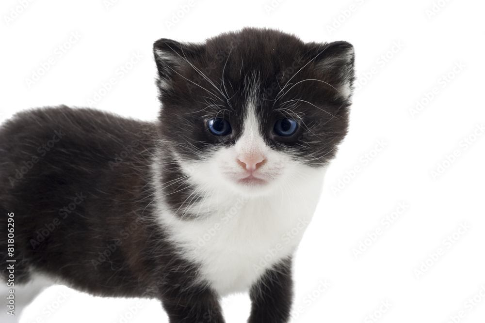 isolated kitten isolated kitten