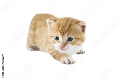 isolated kitten