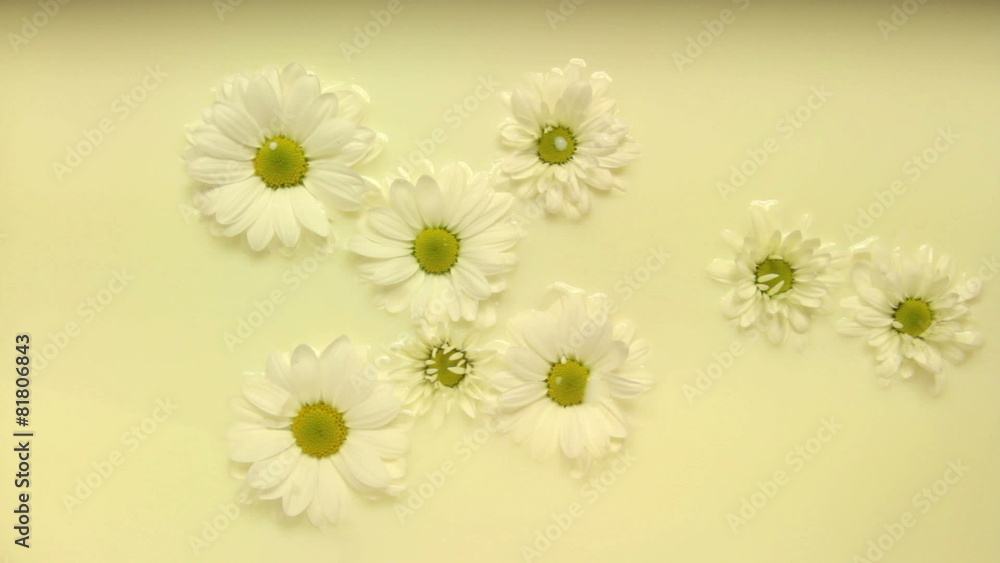 daisy flowing in milk daisy flowing in milk
