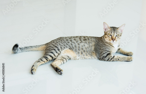 Obraz na plátně Cute tabby kitten