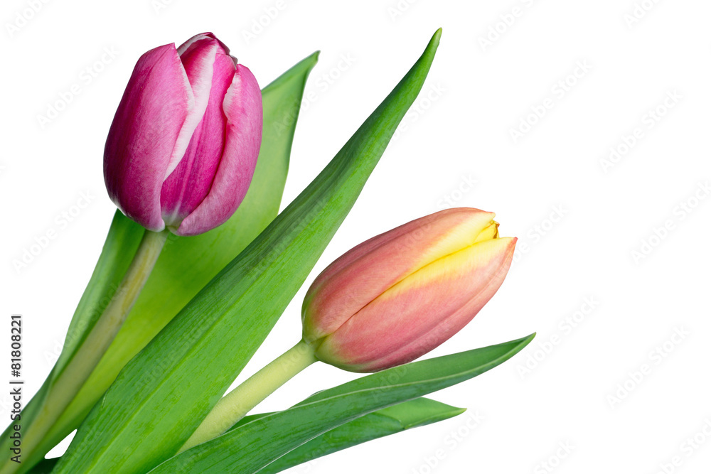 wunderschöne Tulpen wunderschöne Tulpen