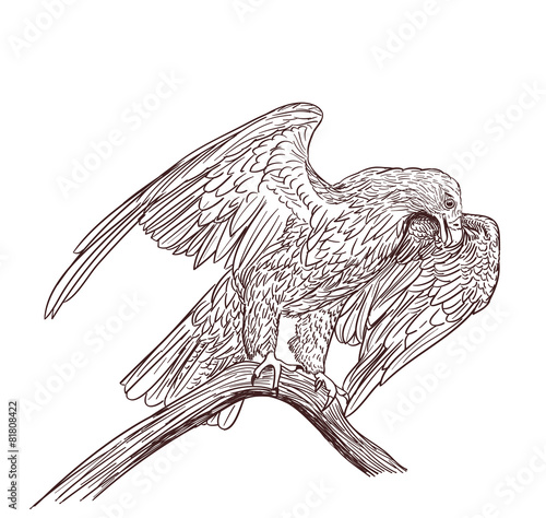 eagle monochrome drawing on white