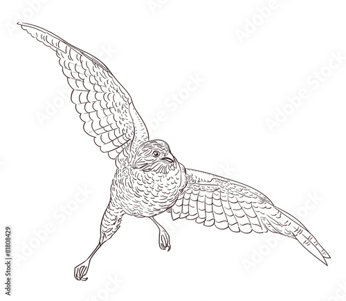 sketch drawing of flying falcon