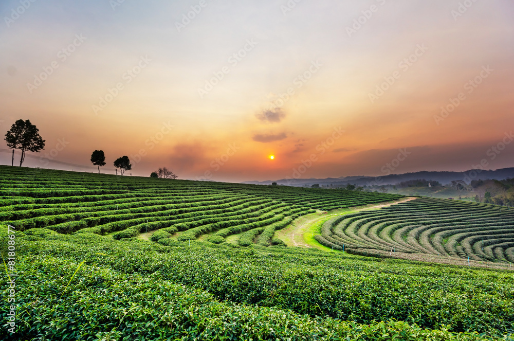 Sunset view of tea plantation landscape