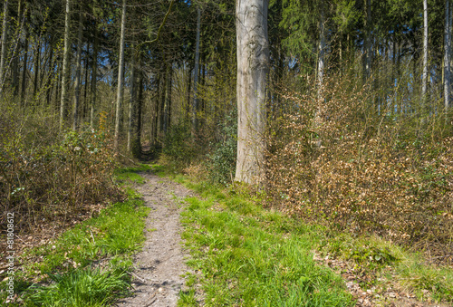 Hiking trail through a forest in sunlight in spring