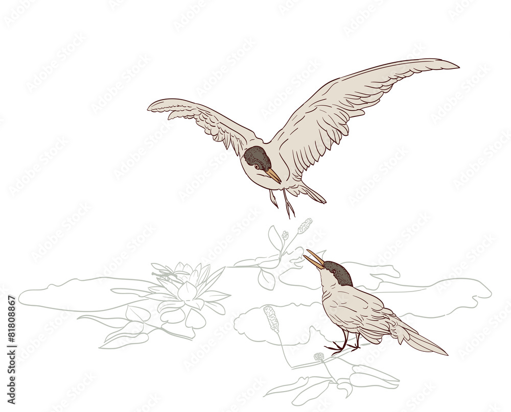 birds pair in spring drawing birds pair in spring drawing