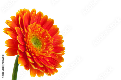 Orange Daisy Gerbera Flower on white