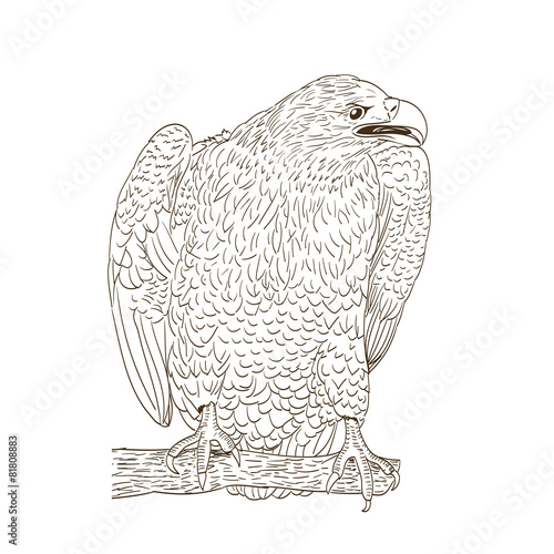 big eagle monochromatic drawing on white