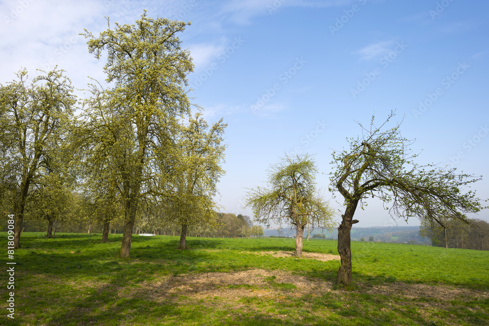 Tree in a sunny meadow in spring Tree in a sunny meadow in spring
