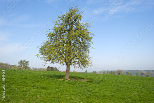 Tree in a sunny meadow in spring