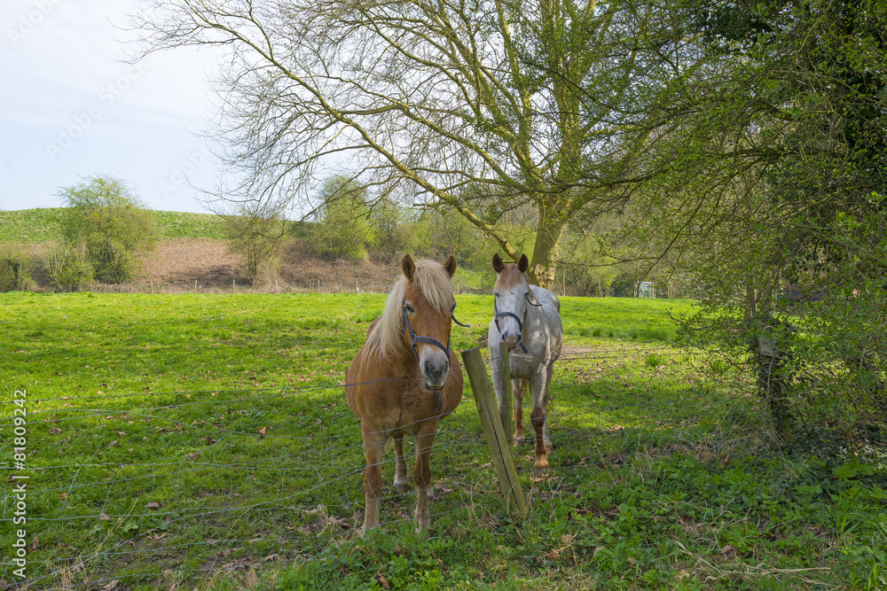 Naklejka premium Two horses in a sunny meadow in spring