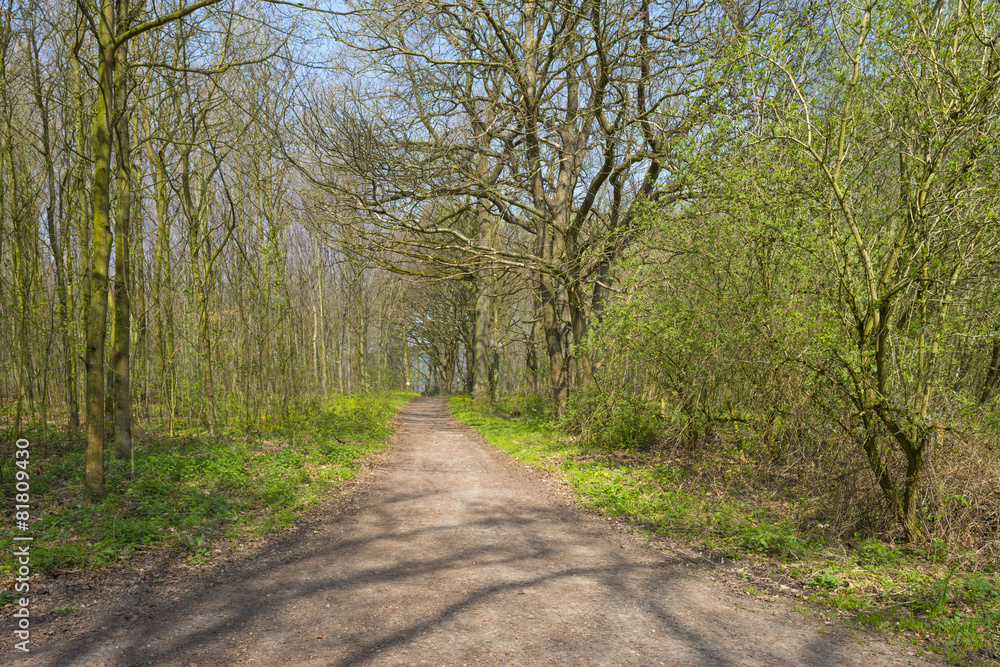 Dirt road through a forest in sunlight in spring Dirt road through a forest in sunlight in spring