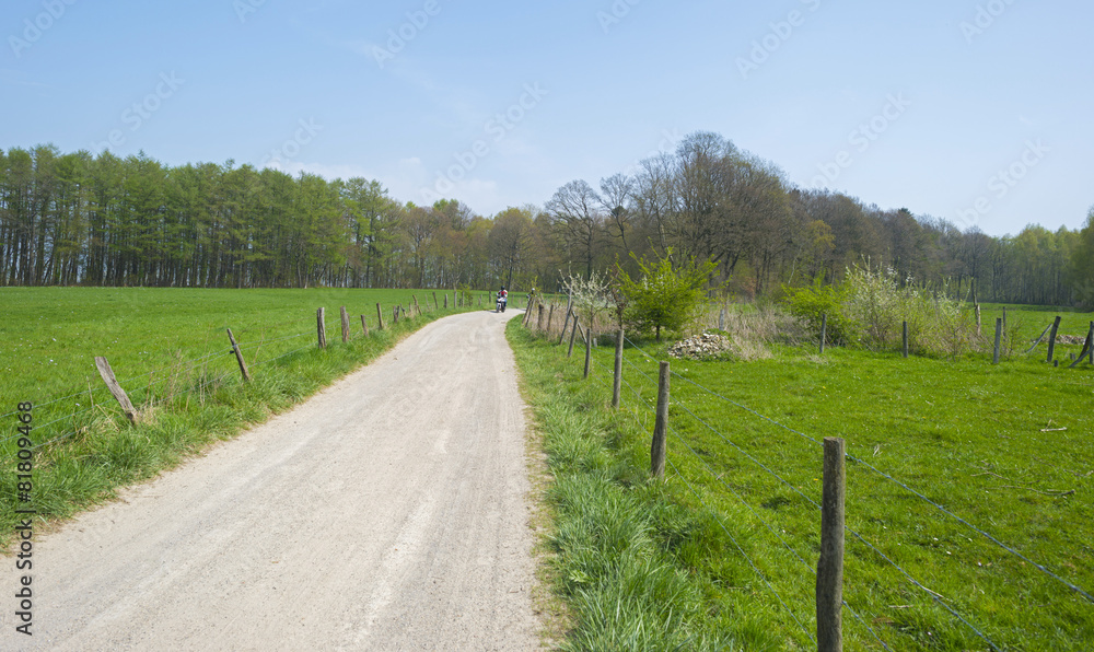 Dirt road through a meadow in sunlight in spring
