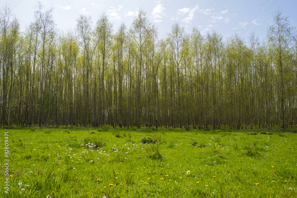 Naklejka premium Foliage of birches in sunlight in spring