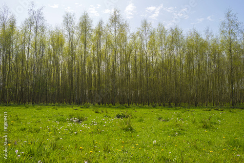 Foliage of birches in sunlight in spring