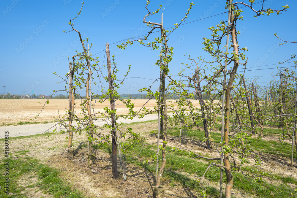 Orchard with fruit trees in bud in spring