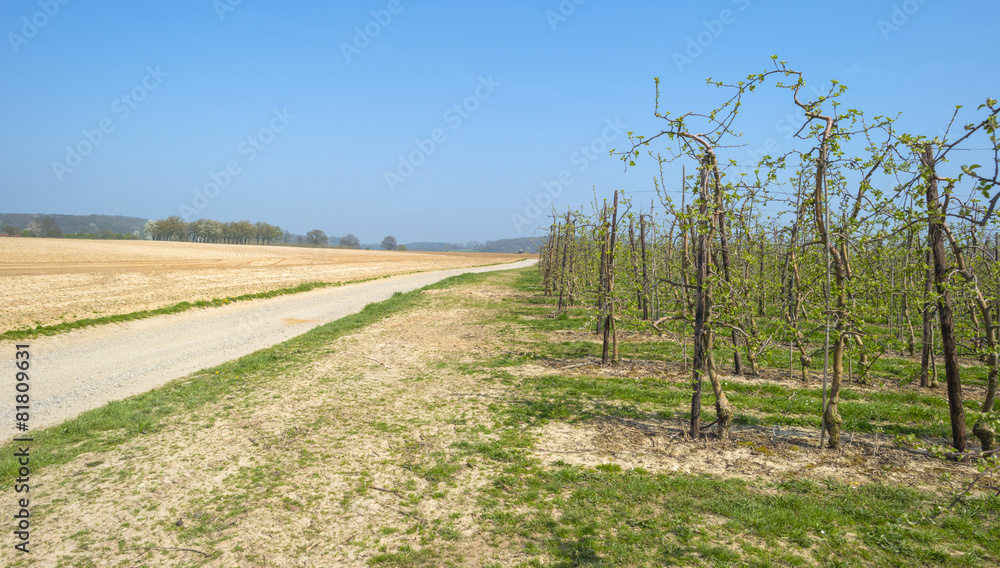 Orchard with fruit trees in bud in spring