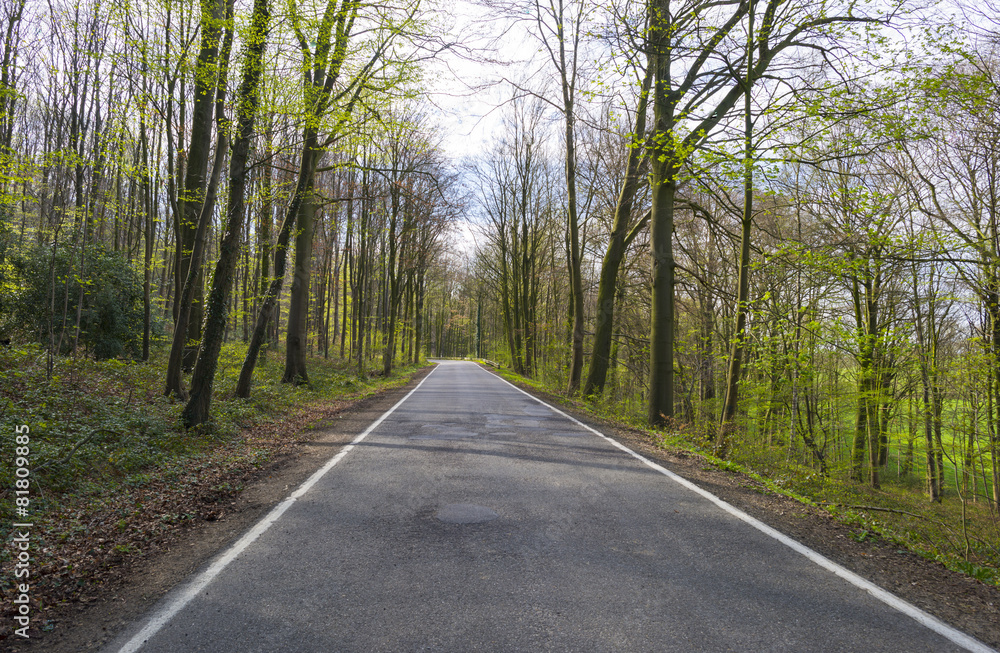 Road through a sunny forest in spring