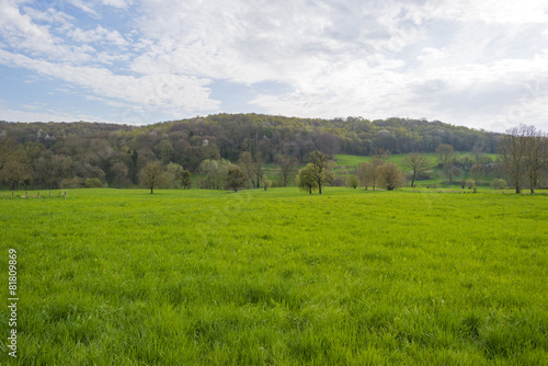 Green meadow along a hillt forest in spring