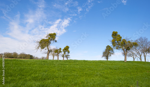 Mistletoe in trees on a hill in spring