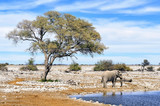African elephant at water pool in Etosha National Park