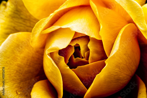 Fiore fiori macro