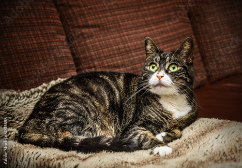 domestic cat cat is lying on brown couch at home