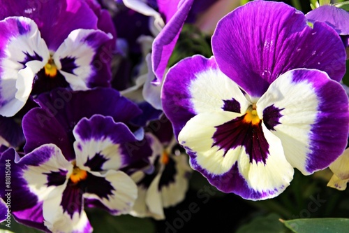 Lila Stiefmütterchen