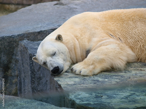 Polar Bear photo