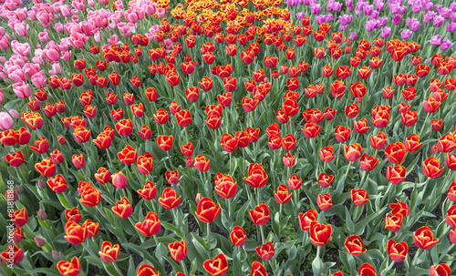 Red pink and yellow tuulip flowers background