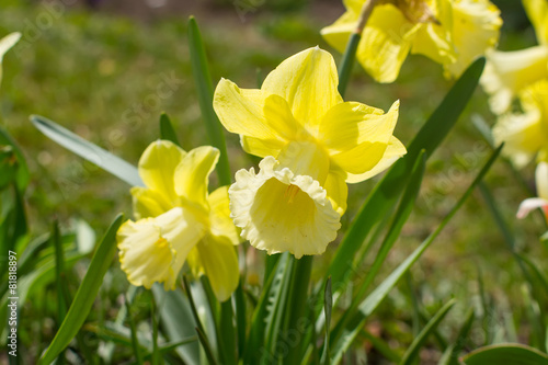 Fototapeta Naklejka Na Ścianę i Meble -  Daffodils in the garden.
