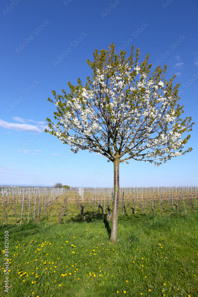 Fototapeta premium Vogelkirschbaum im Weinfeld
