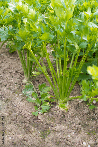 Growing celery in a garden