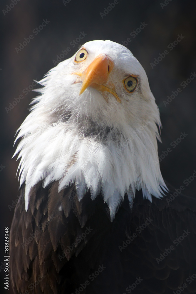 Obraz premium Bald Eagle