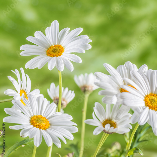 Fototapeta Naklejka Na Ścianę i Meble -  naure power