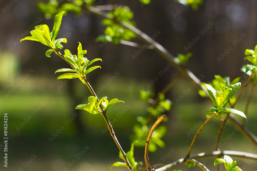 Obraz premium Green branches.