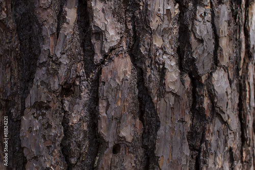 Fototapeta Naklejka Na Ścianę i Meble -  Pine texture.