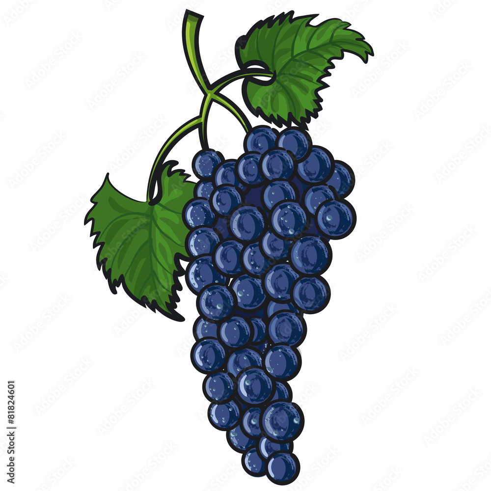 Fototapeta premium blue grape